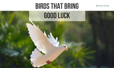 lucky bird pictures